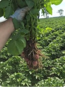 Картофельные клубни